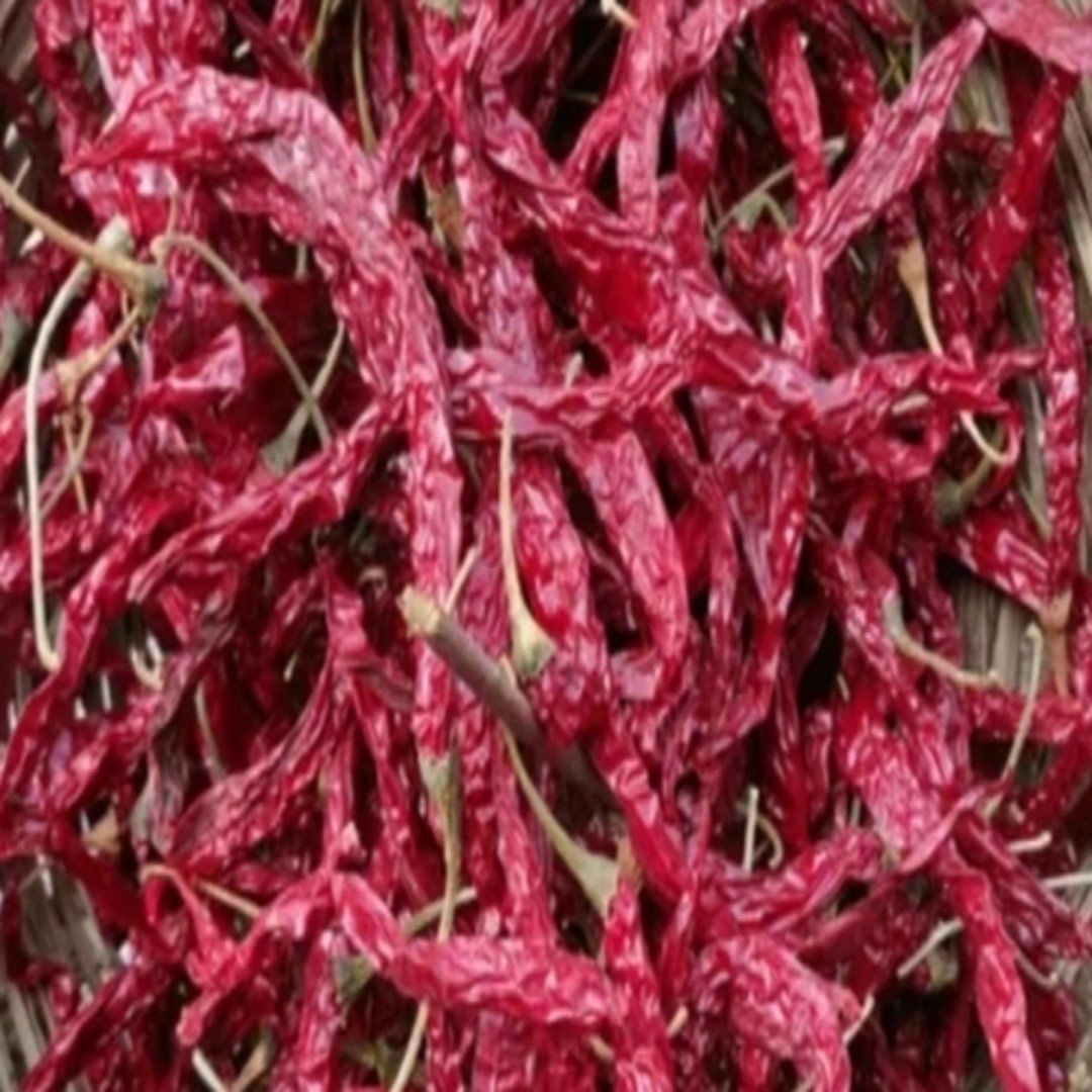Syngenta 5531 Hybrid Dry Red Chilli